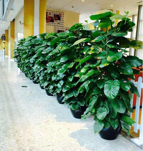 酒店绿植租赁